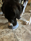 Happy pet parent