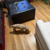 Happy pet parent